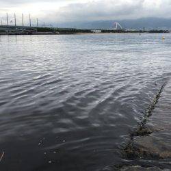 甲子園浜　デイゲーム　シーバス×キビレ
